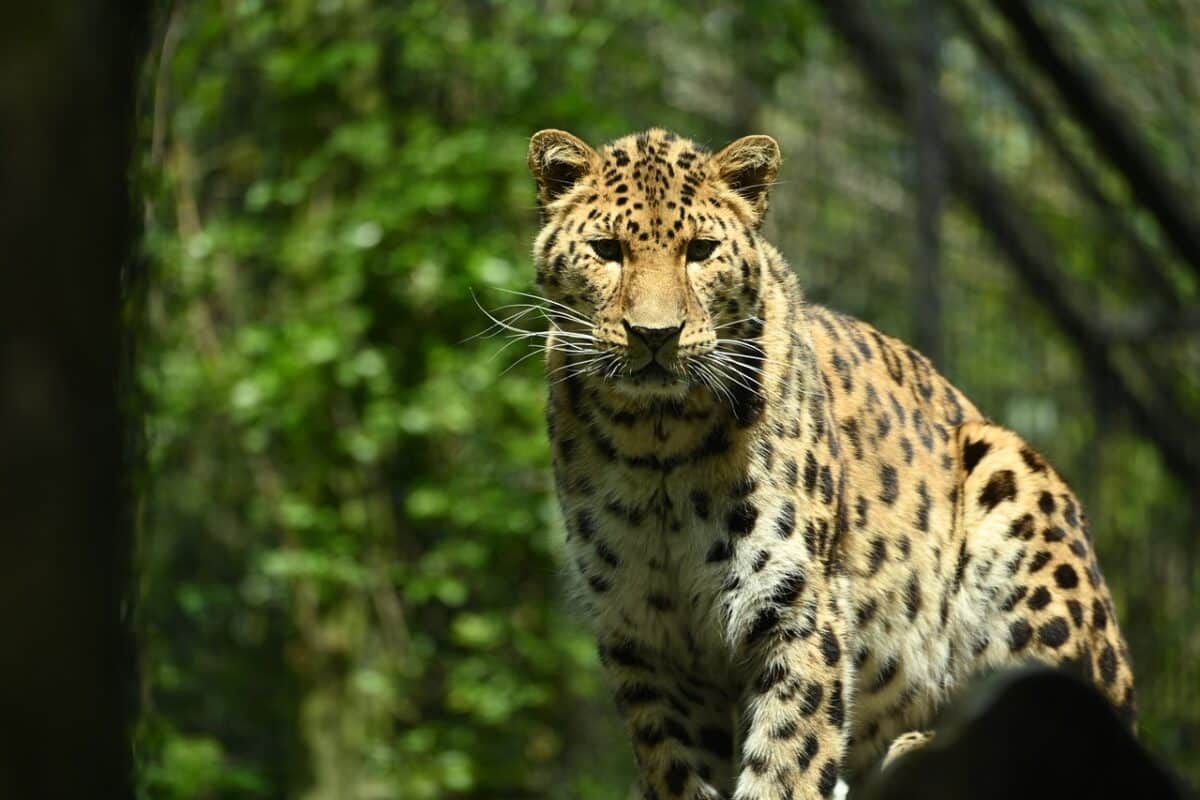 Amur Leopard