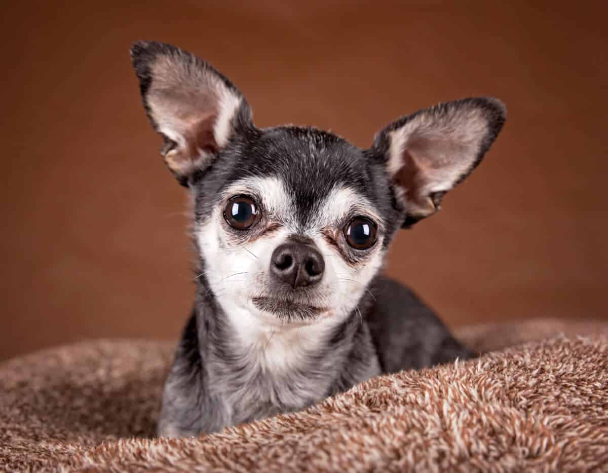 Apple Head Chihuahua