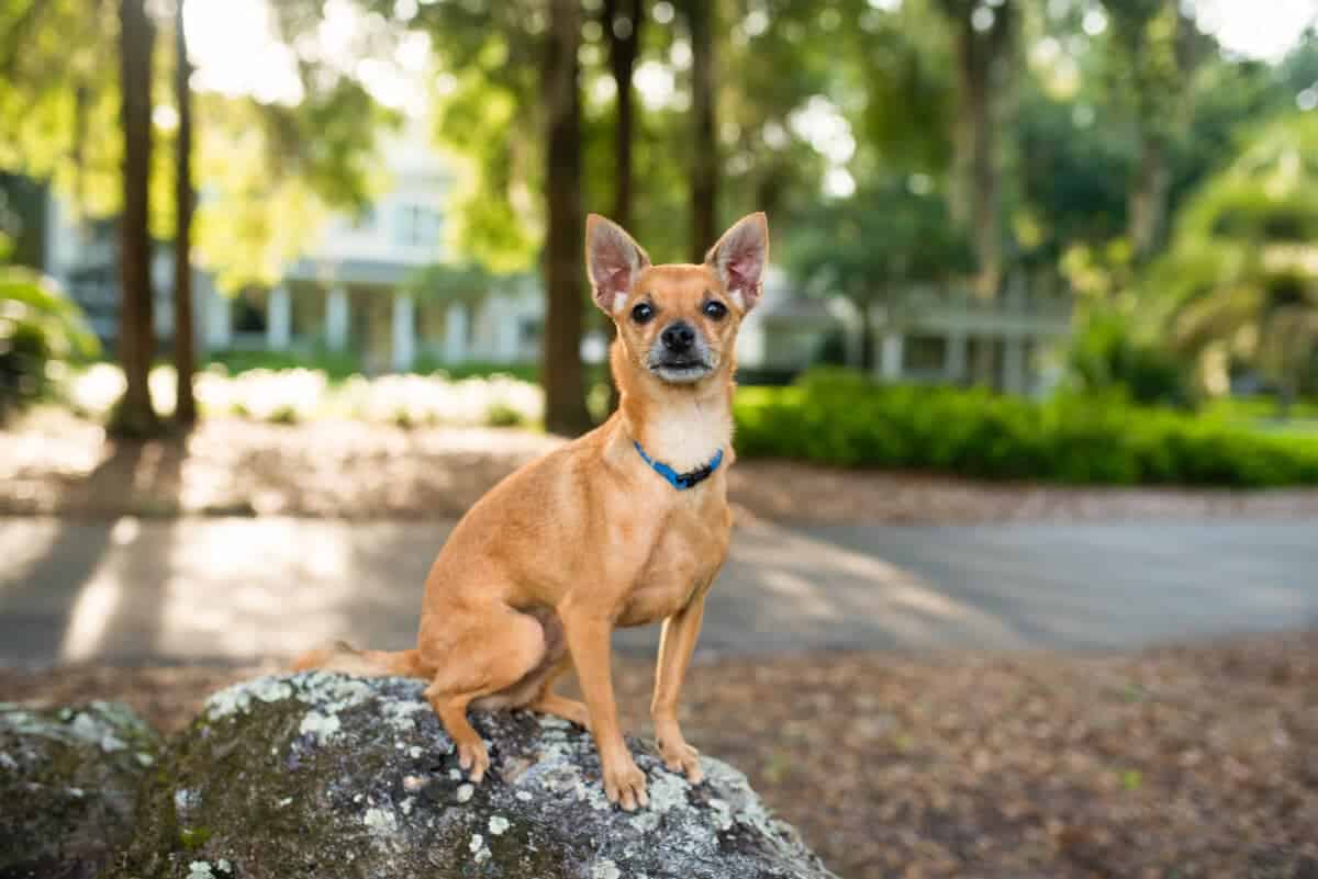 Apple Head Chihuahua