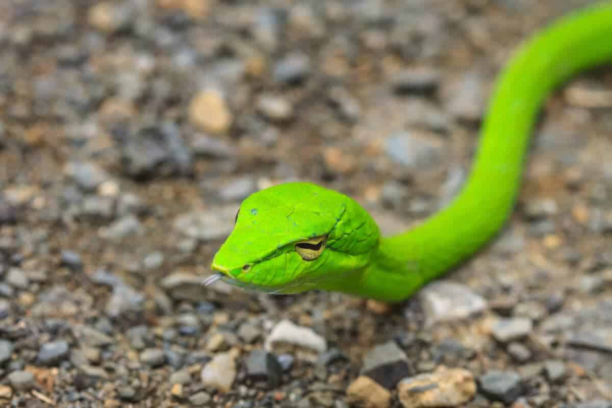 Asian vine snake