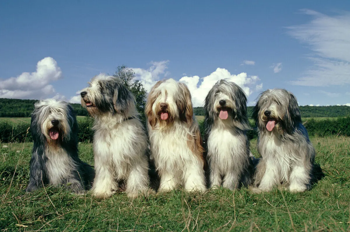 Bearded Collie