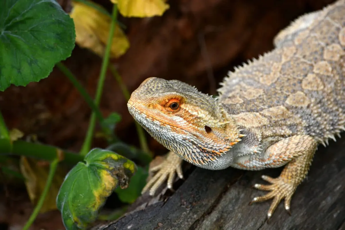 Bearded Dragon