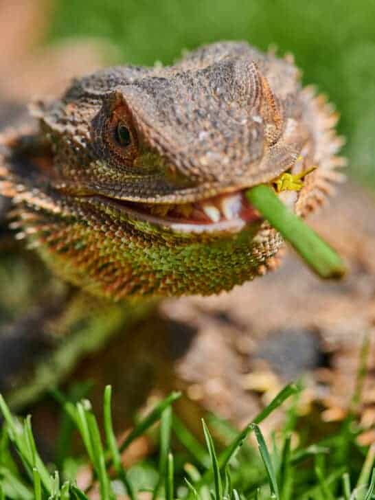 Watch Bearded Dragon Rescue Takes A Surprising Turn