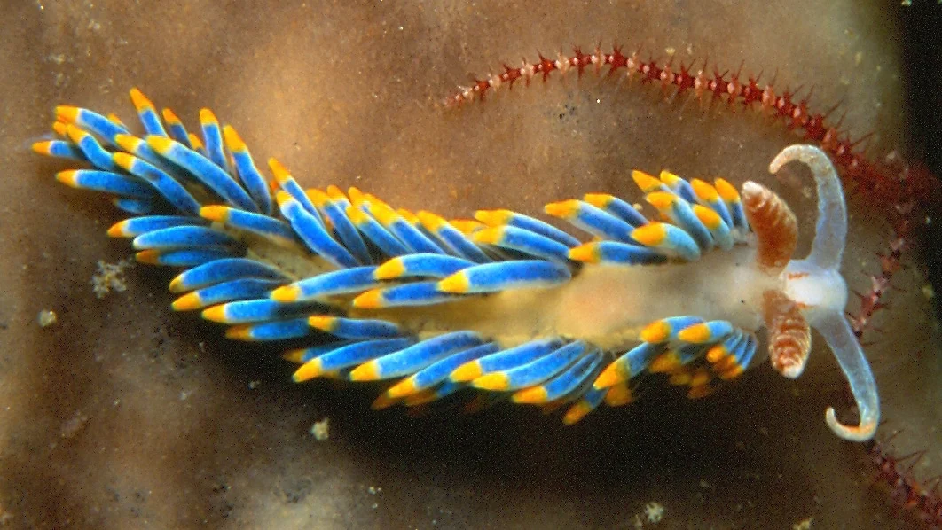 Nudibranch from coral reef