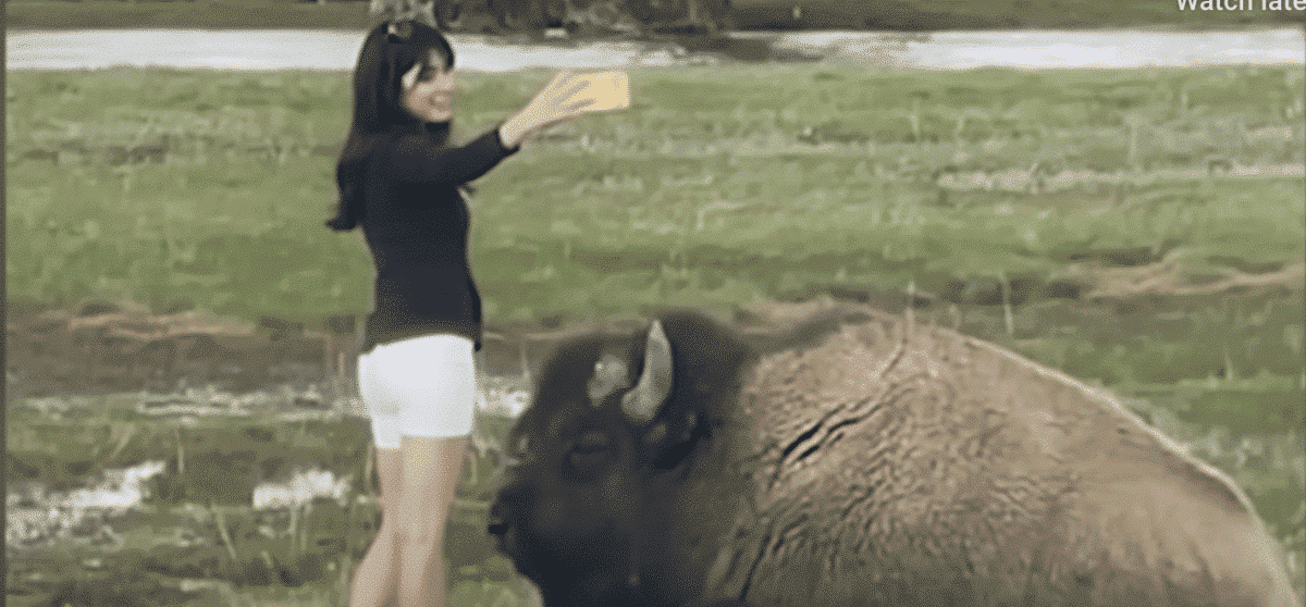 woman takes selfie with bison