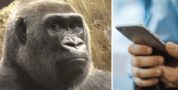 Watch: Gorilla at Toronto Zoo Addicted To Screens