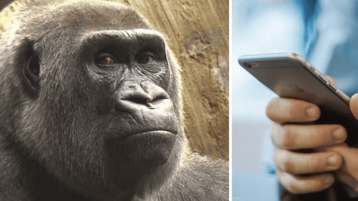 Watch: Gorilla at Toronto Zoo Addicted To Screens