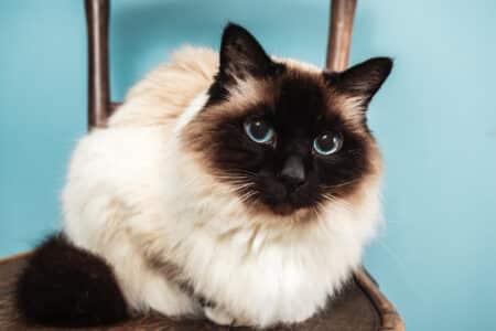 10 Best Cat Breeds for Families in the USA