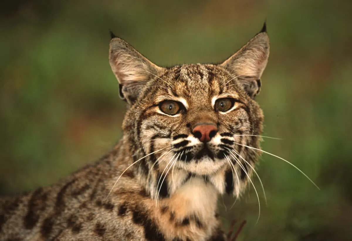Bobcat