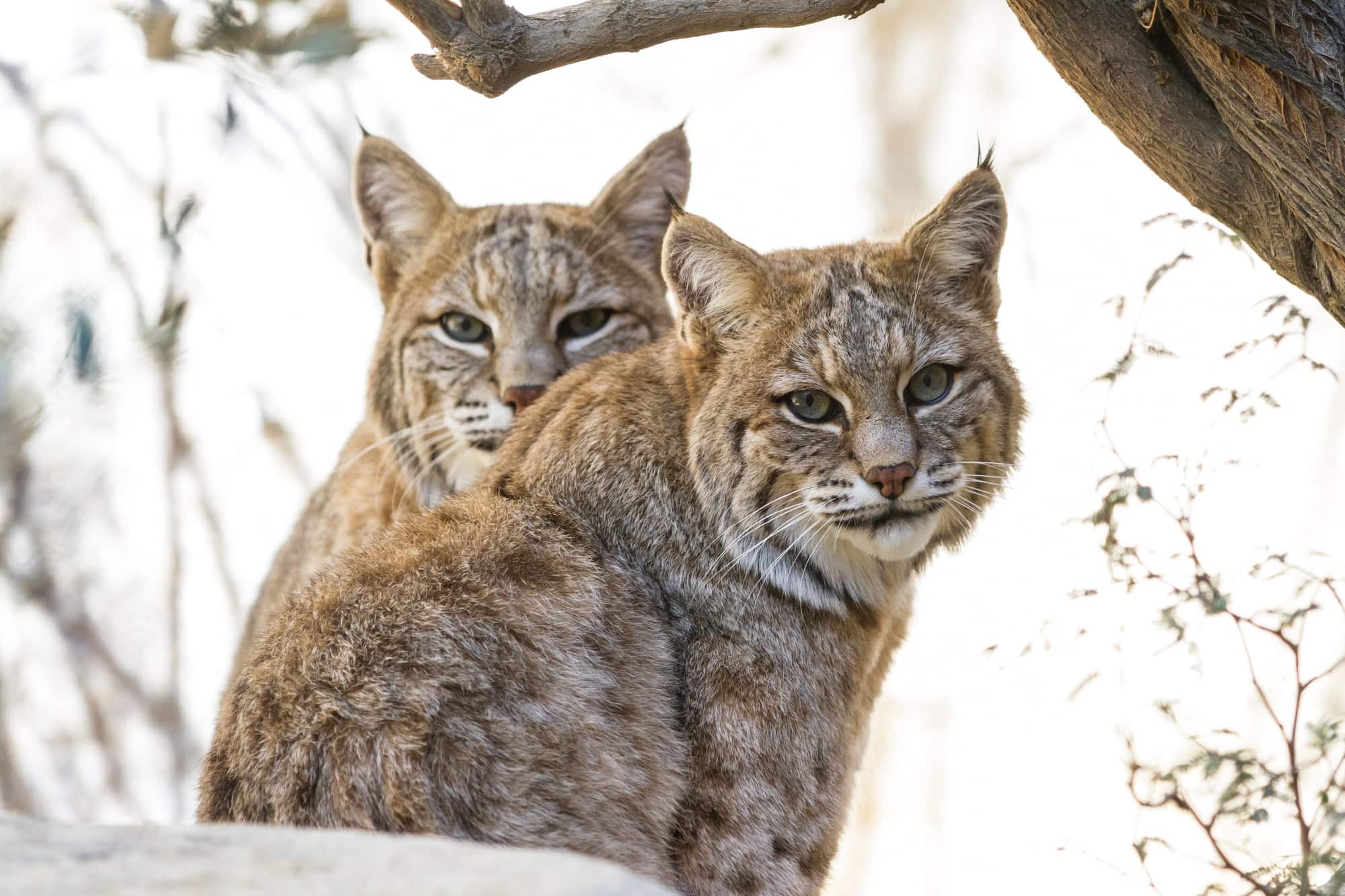 Bobcat