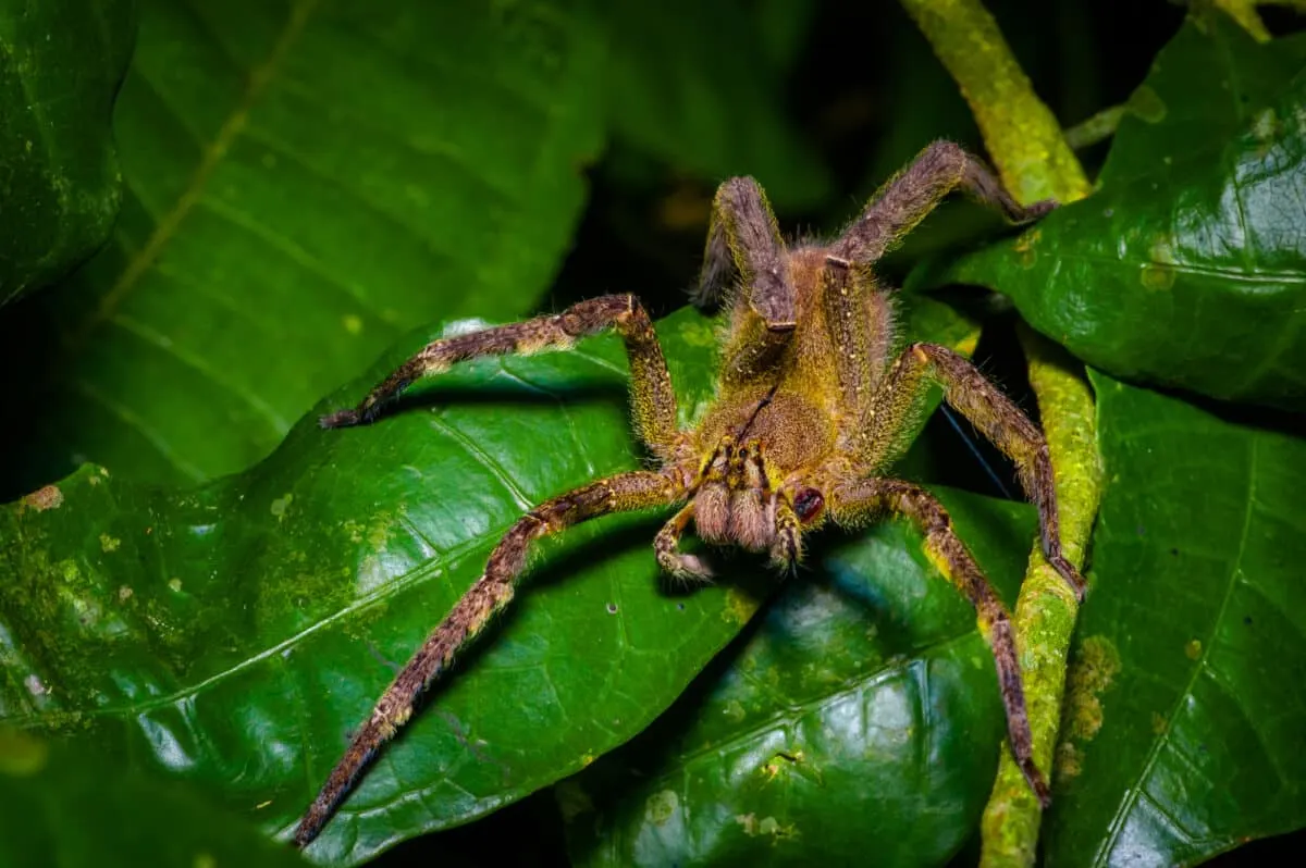 largest brazilian wandering spider