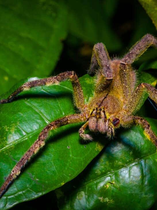 Largest Brazilian Wandering Spider Ever Recorded