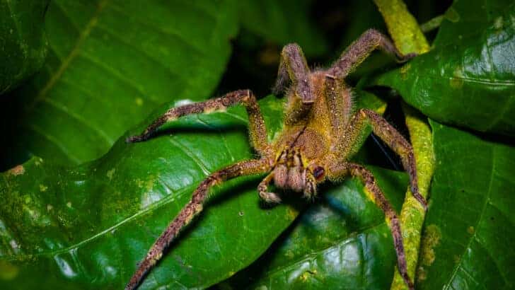 The World’s Most Venomous Spider: The Brazilian Wandering Spider