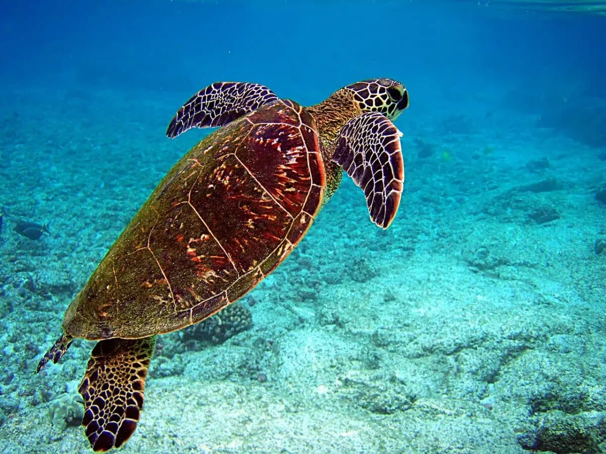 Sea Turtle in the Coral Reef Animal List