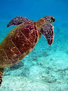 Sea Turtle in the Coral Reef Animal List