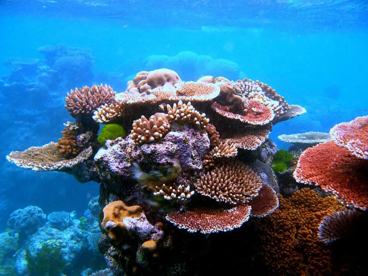 Coral Reef Animals