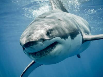 This Is Why Sharks Are Afraid of Dolphins