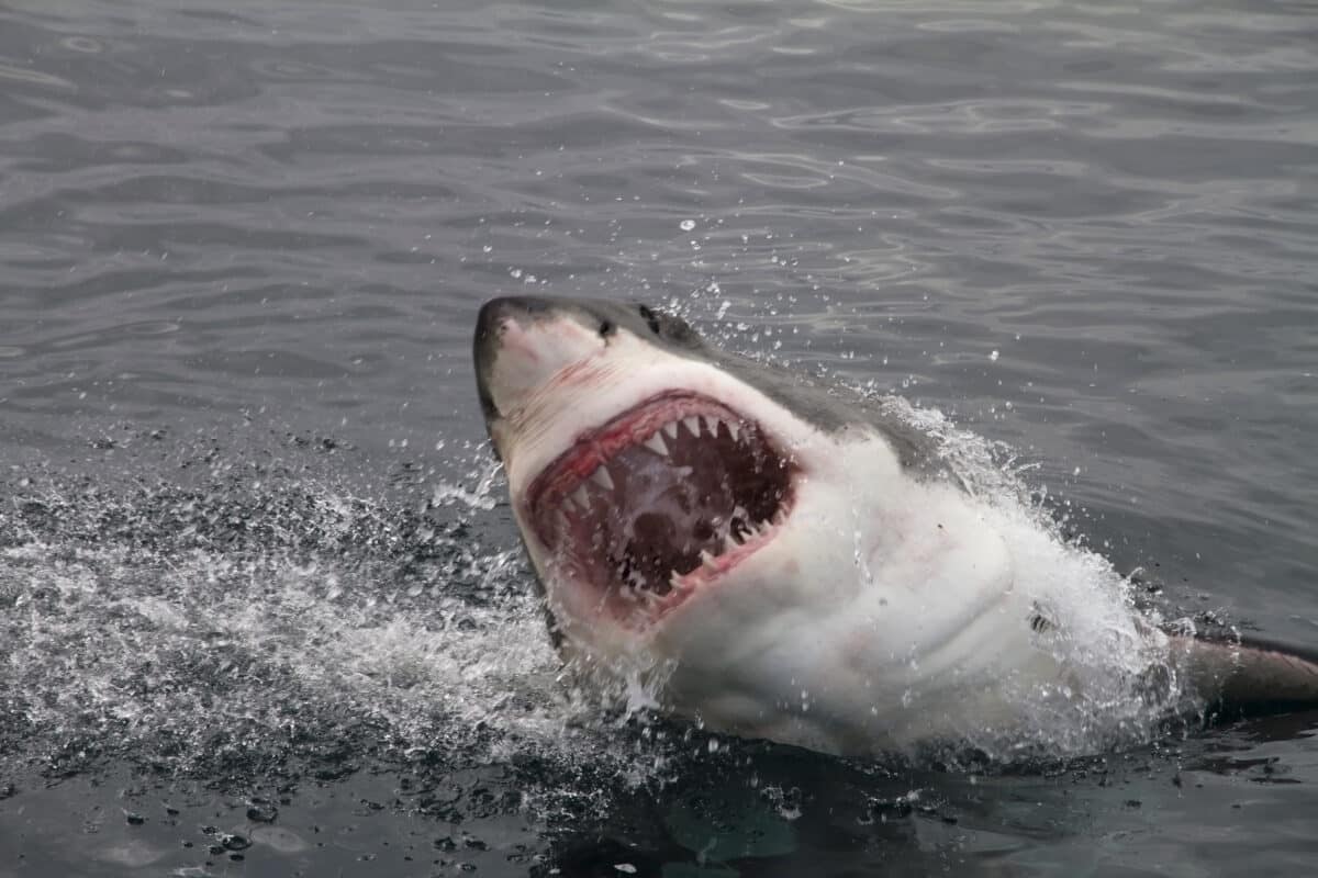 Diver Barely Escapes Great White