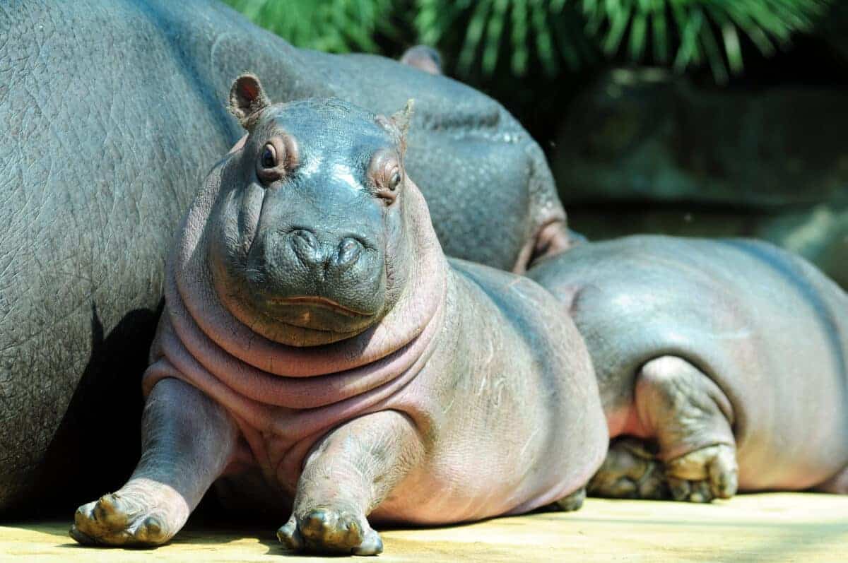 Baby Hippo Meets A Hippo for the First Time.