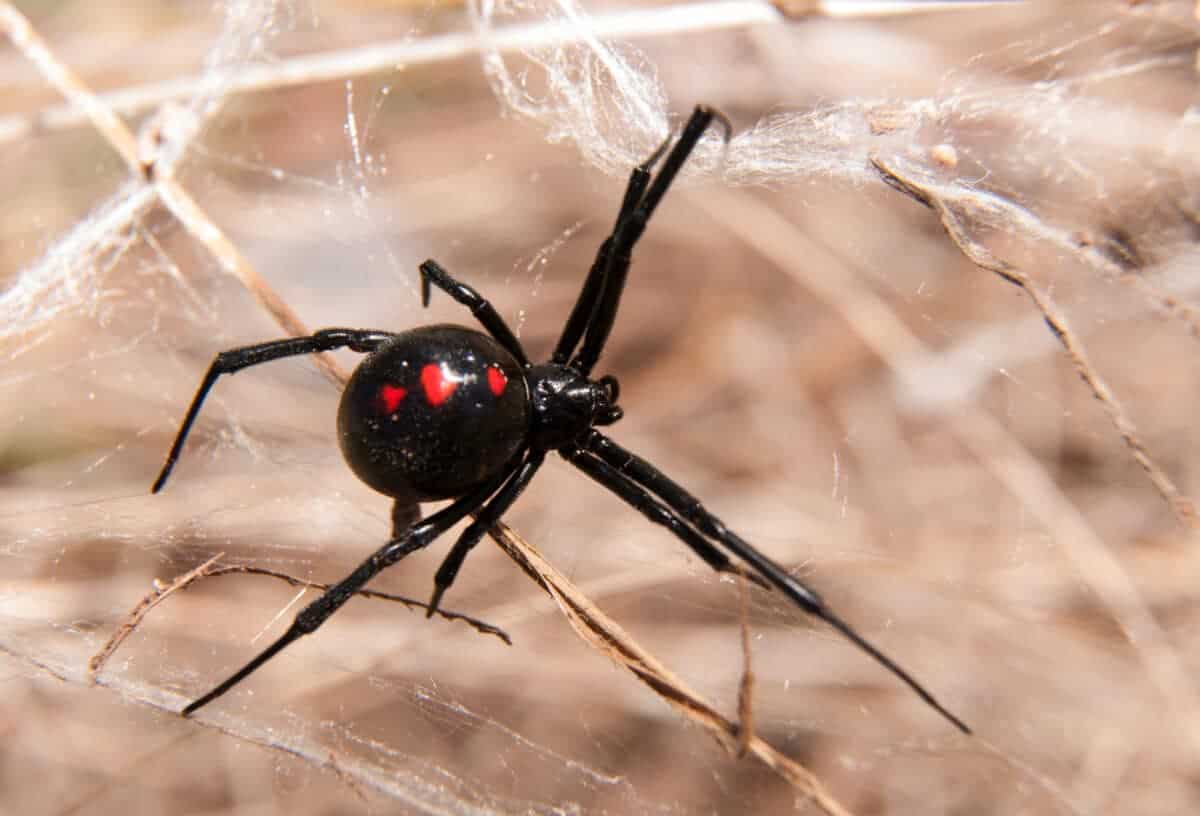 black widow bite