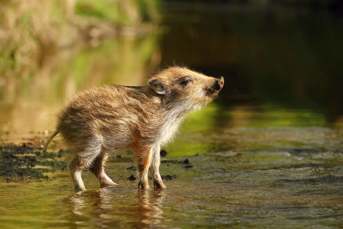 Wild Boar Grows Up Believing She's a Puppy