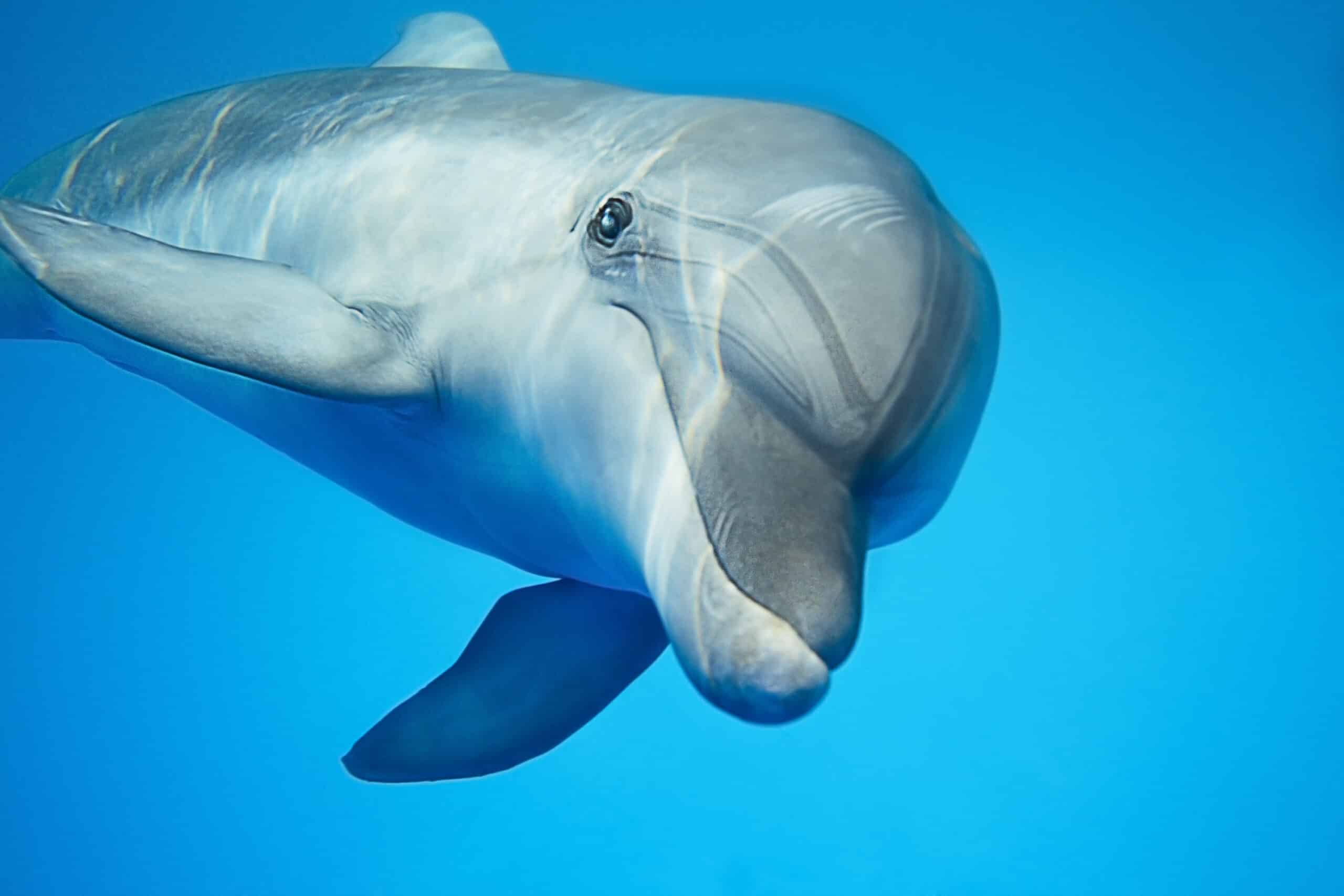 Delfín Besos Perro