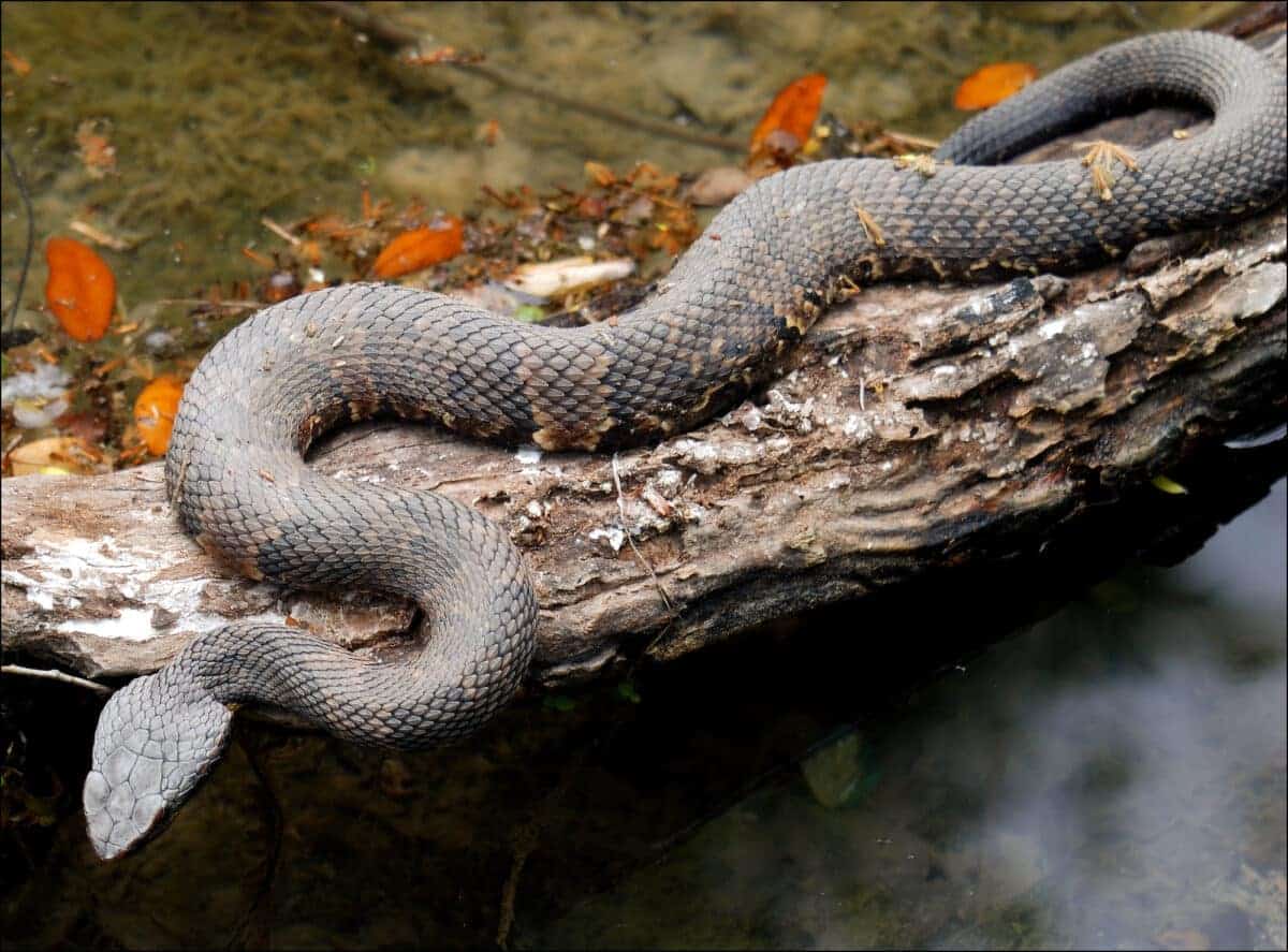 Water Moccasin Bite
