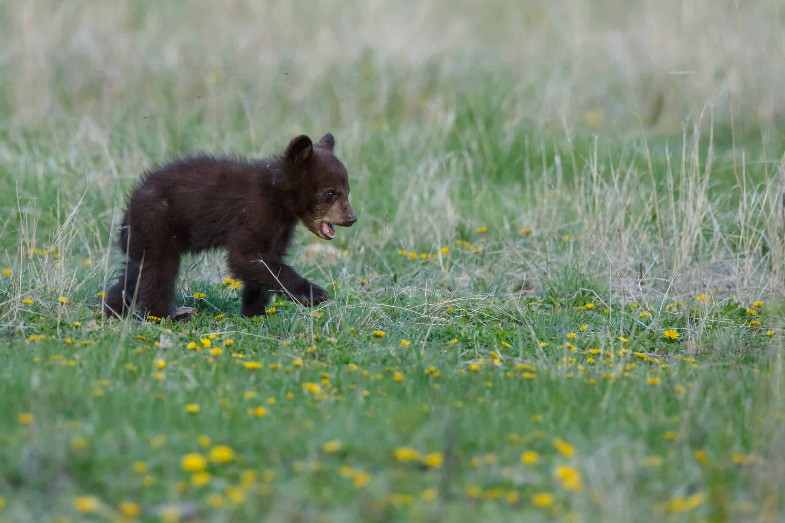 Momma Bear Tosses Cub