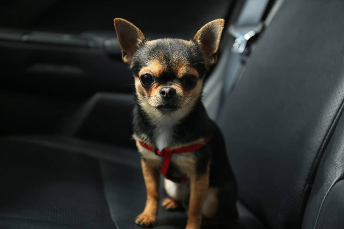Turbo, The Two-Legged Chihuahua