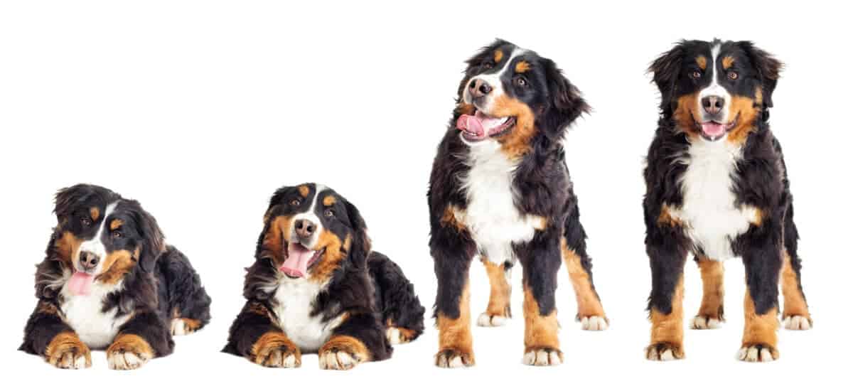 Bernese Mountain Dog