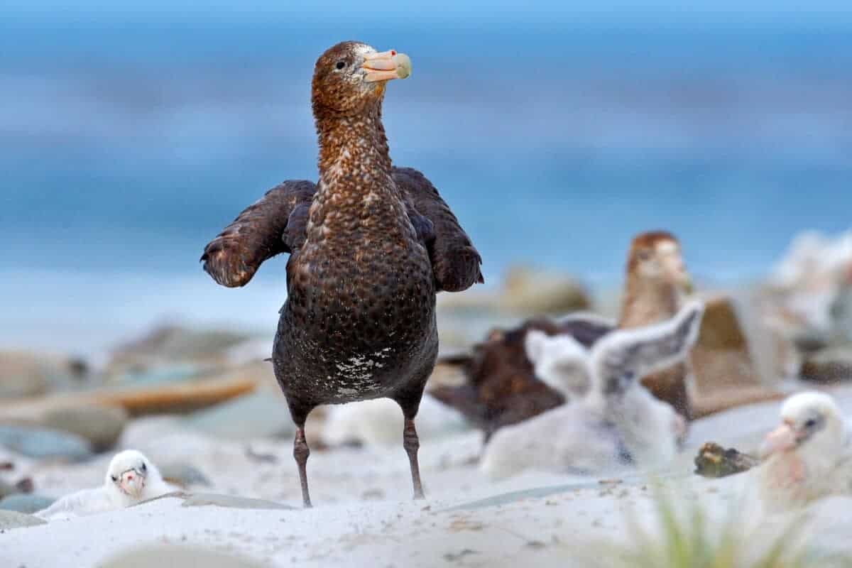the most aggressive bird 