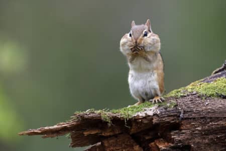 Chipmunk Gets Jealous When His Favorite Girl Talks To Other Chipmunks