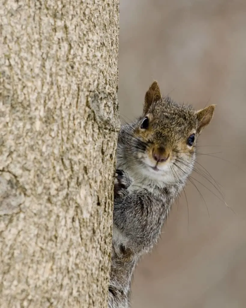The Gray Squirrel