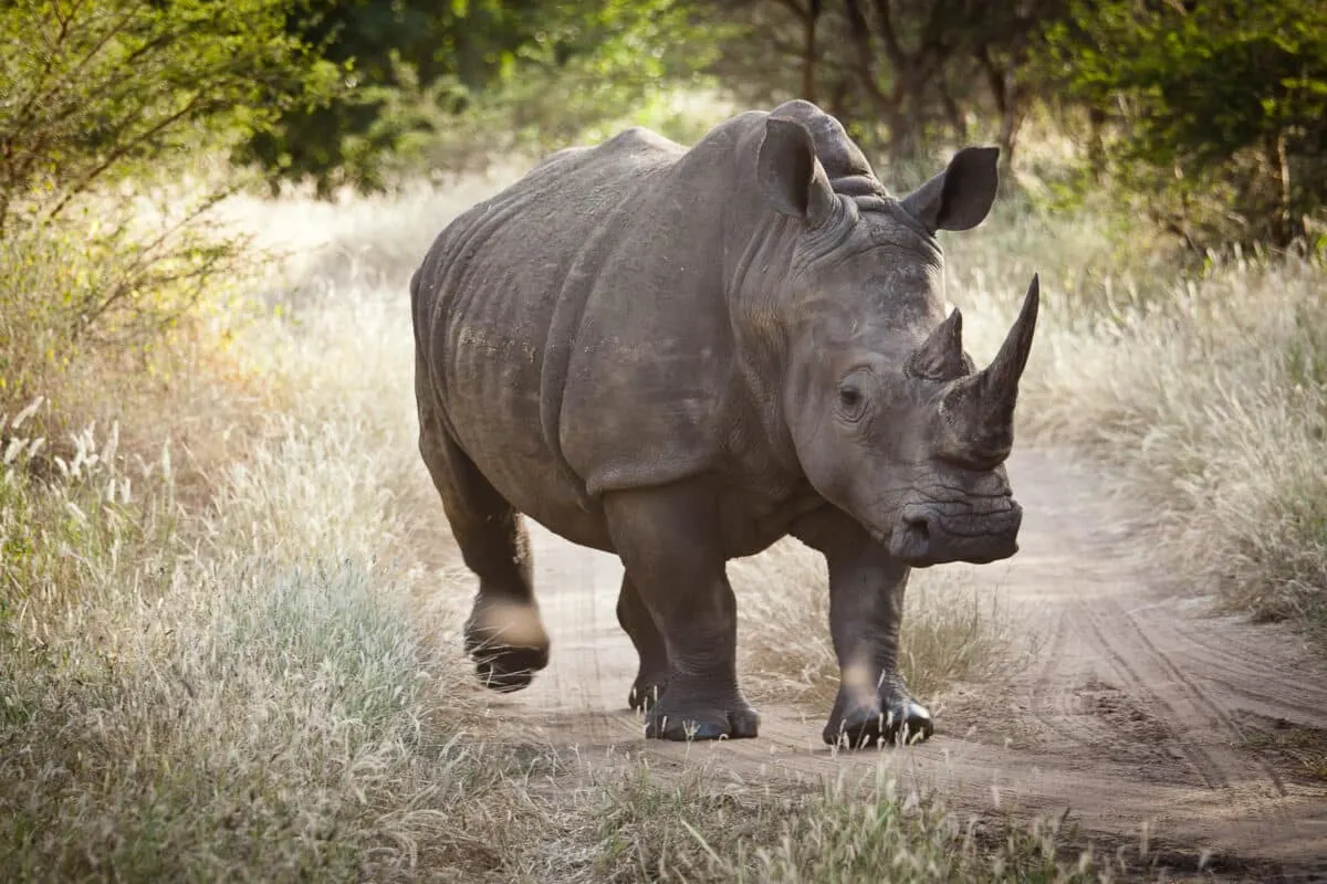 Rhino Takes Stroll Through Nepal Town