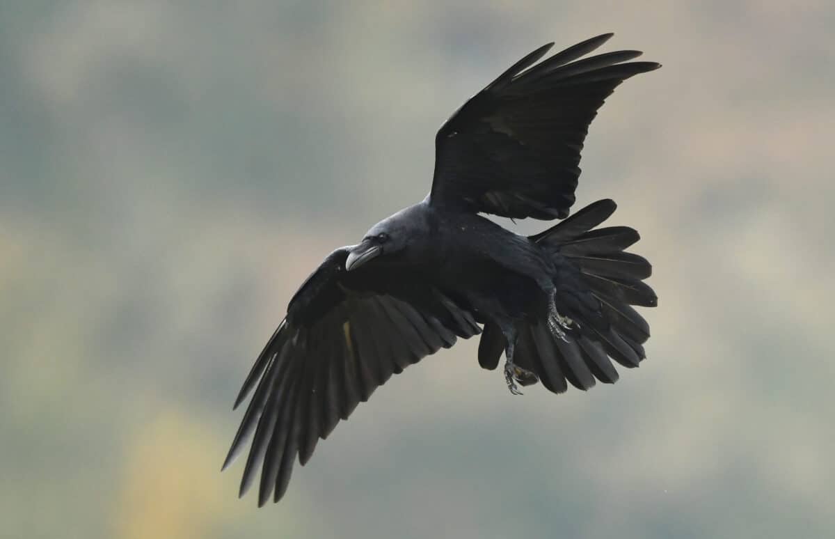 Raven Raised by Human Acts Like Dog