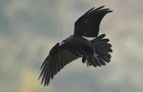 The Raven as a Messenger of the Gods in Norse Myth