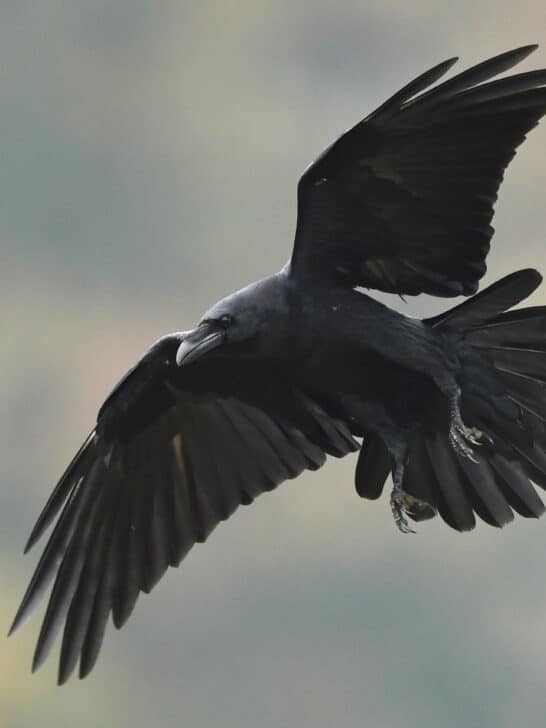 The Raven as a Messenger of the Gods in Norse Myth