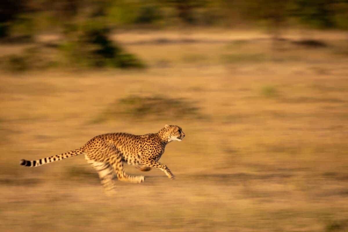 Cheetah Invades Safari Vehicle