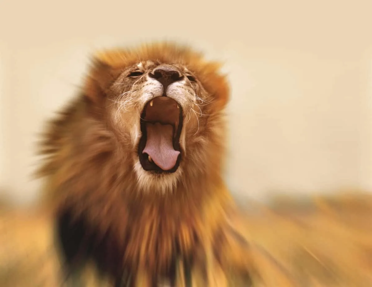 Lion Shows Tourists Why You Must Stay Inside Your Car
