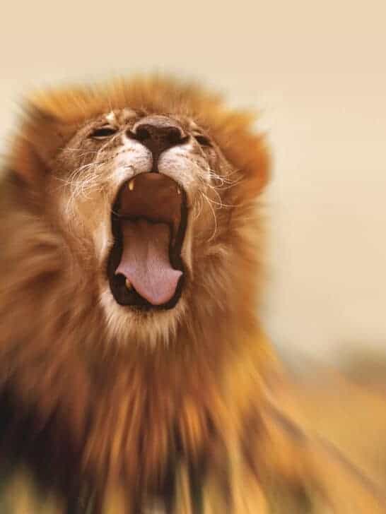Human Voices Elicit More Fear in Wildlife Than Lion Roars