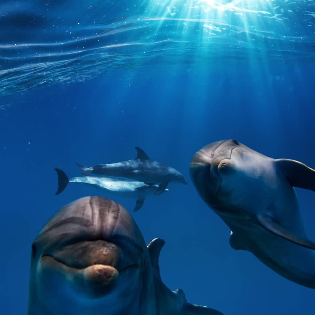 Why Sharks Are Afraid of Dolphins