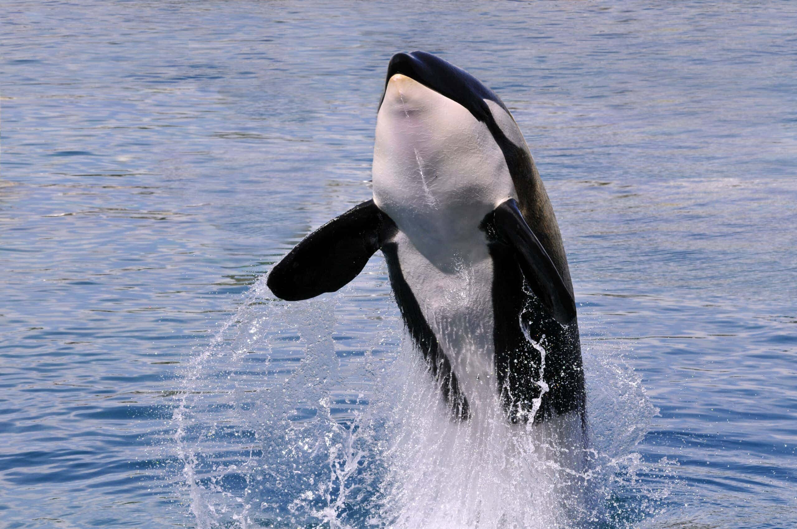 Orcas Let the Boats Hunt for Them