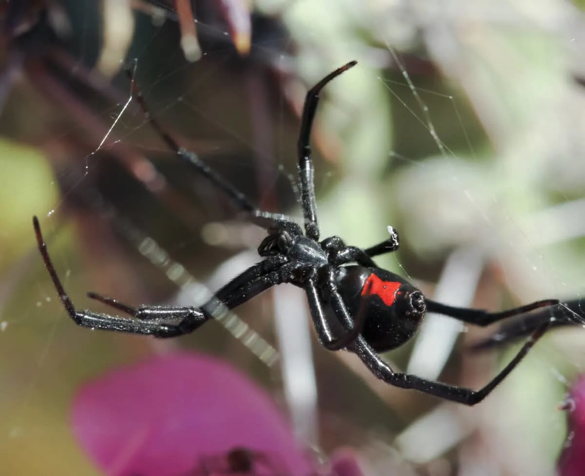 black widow bite spiderman