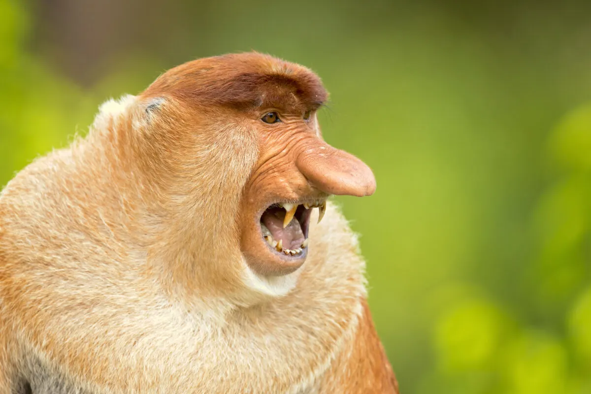 proboscis monkey