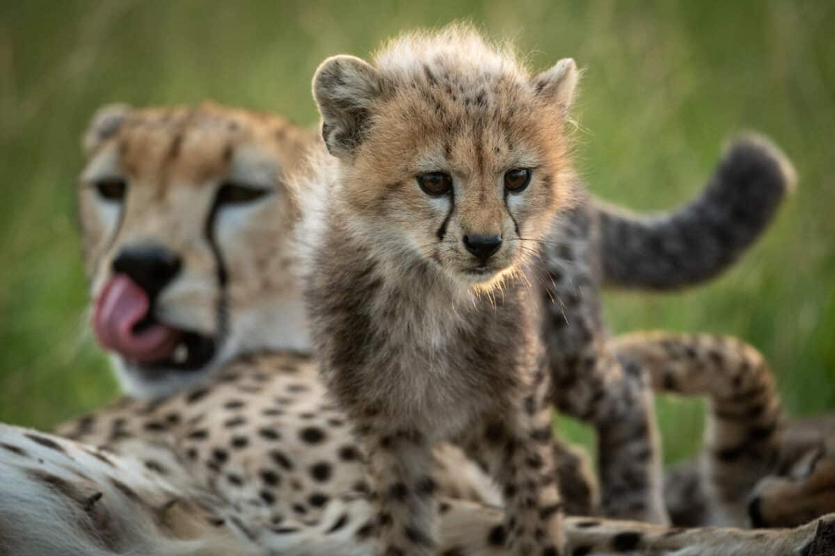 Cheetah Invades Safari Vehicle