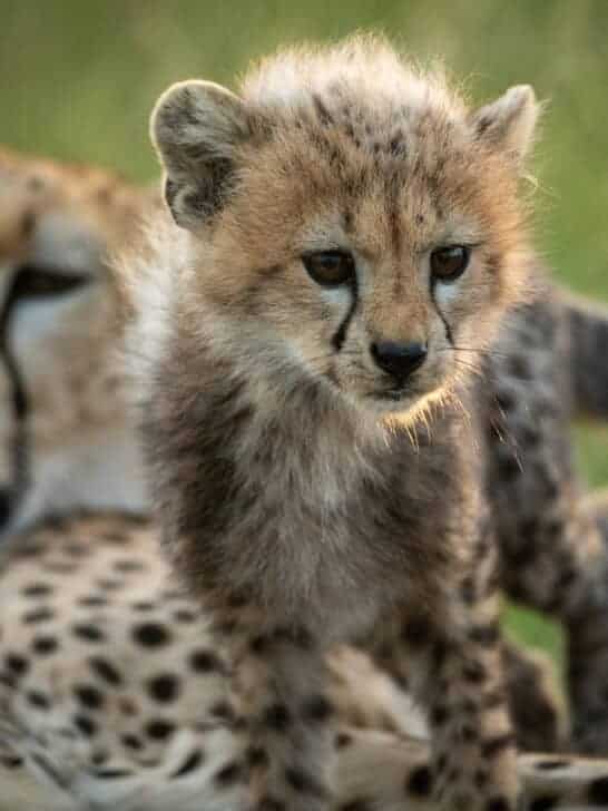 Cheetahs and Their Unconventional Mating Strategy