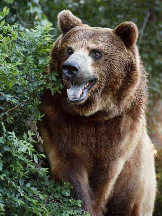 Bear Sightings in Yosemite
