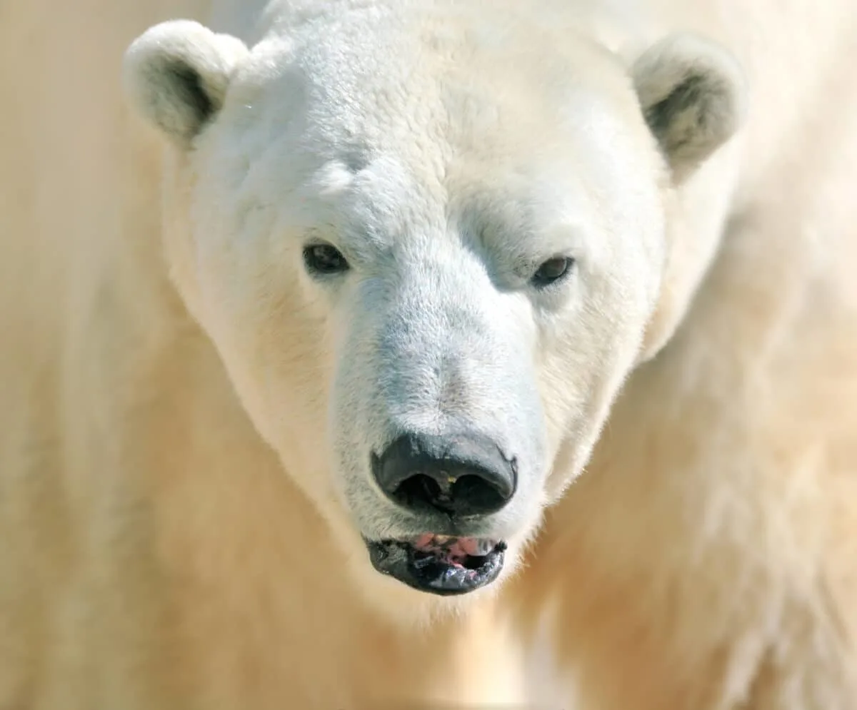 the worst polar bear attack ever recorded
