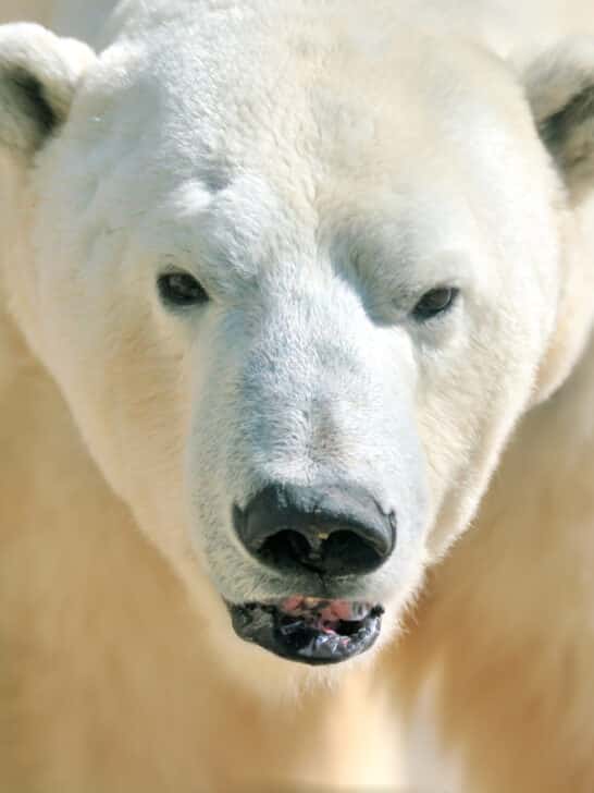 Worst Polar Bear Attack Ever Recorded