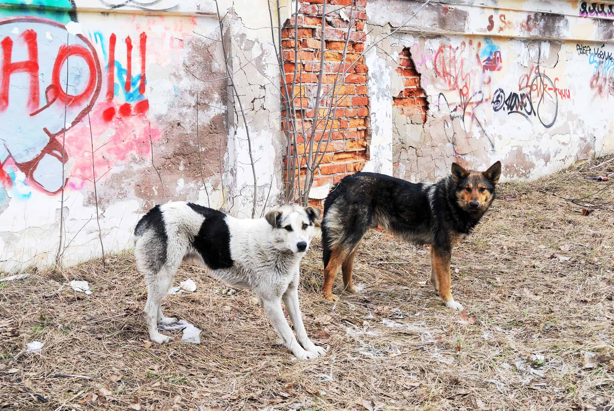 street dogs